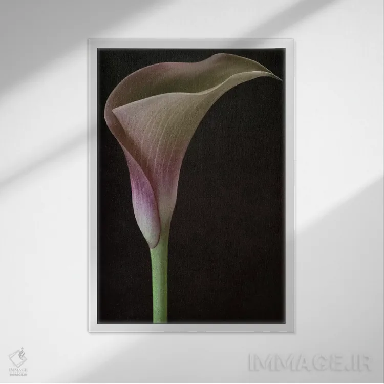 تابلو دکوراتیو گل کاله لیلی ۲ اثر آلیسون فنل - نمای قابدار سفید