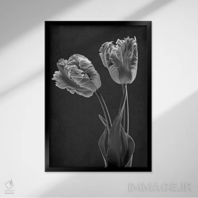 تابلو دکوراتیو لاله طوطی تک رنگ اثر آلیسون فنل - نمای قابدار مشکی