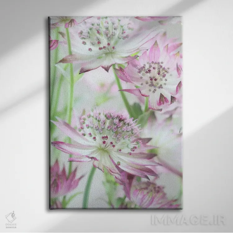 تابلو دکوراتیو گل های آسترنتیا صورتی پاستلی اثر آلیسون فنل - نمای روبهرو روی دیوار