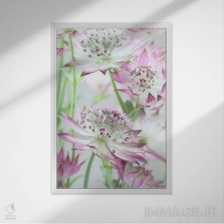 تابلو دکوراتیو گل های آسترنتیا صورتی پاستلی اثر آلیسون فنل - نمای قابدار سفید