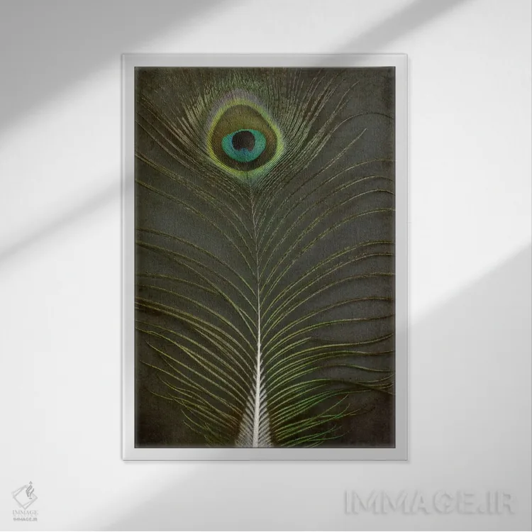 تابلو دکوراتیو پر طاووس ۲ اثر آلیسون فنل - نمای قابدار سفید