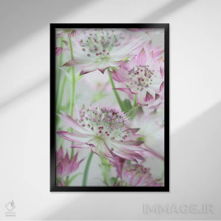 تابلو دکوراتیو گل های آسترنتیا صورتی پاستلی اثر آلیسون فنل - نمای قابدار مشکی