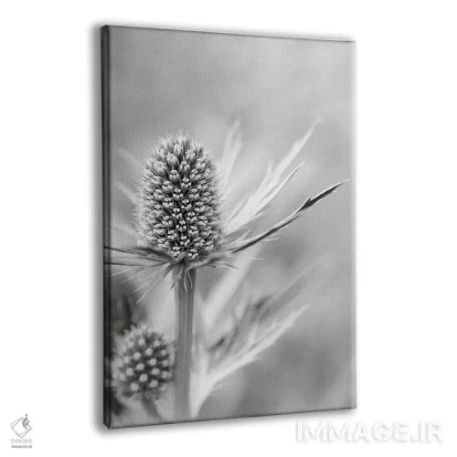 تابلو دکوراتیو گل خولای دریایی آلپی اثر آلیسون فنل - نمای پرسپکتیو محصول