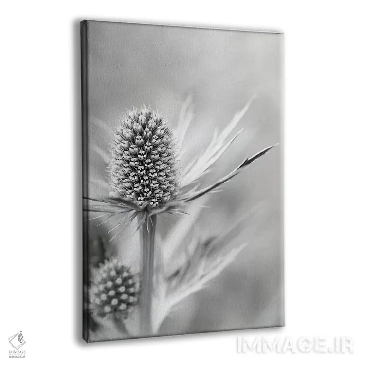 تابلو دکوراتیو گل خولای دریایی آلپی اثر آلیسون فنل - نمای پرسپکتیو محصول