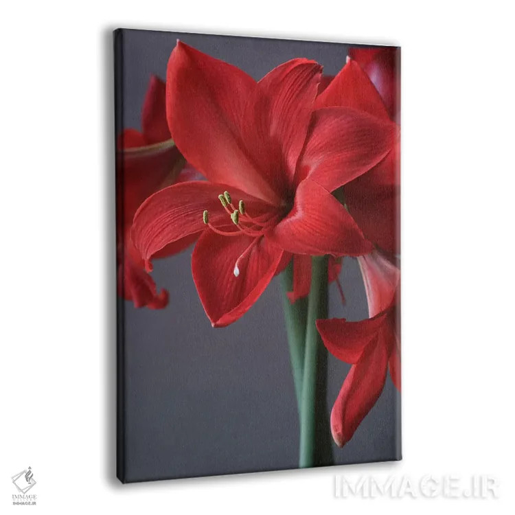 تابلو دکوراتیو آمارلیس قرمز اثر آلیسون فنل - نمای پرسپکتیو محصول