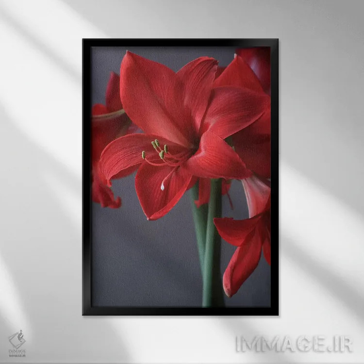 تابلو دکوراتیو آمارلیس قرمز اثر آلیسون فنل - نمای قابدار مشکی
