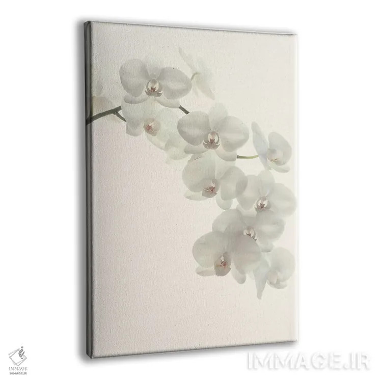 تابلو مینیمال ارکیده های سفید اثر آلیسون فنل - نمای پرسپکتیو محصول