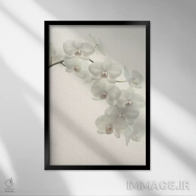 تابلو مینیمال ارکیده های سفید اثر آلیسون فنل - نمای قابدار مشکی