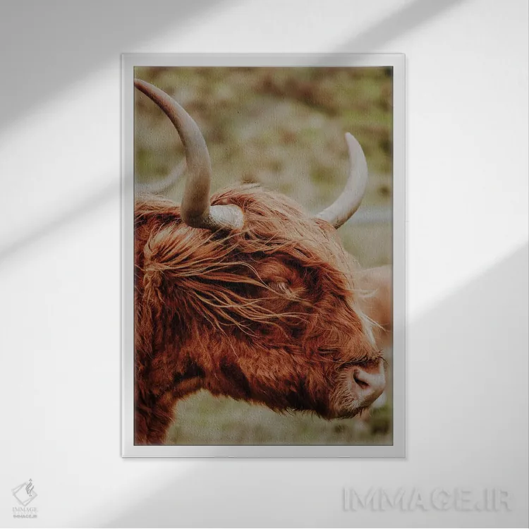 تابلو دکوراتیو گاو کوهستانی اثر فابیان فورتمن - نمای قابدار سفید