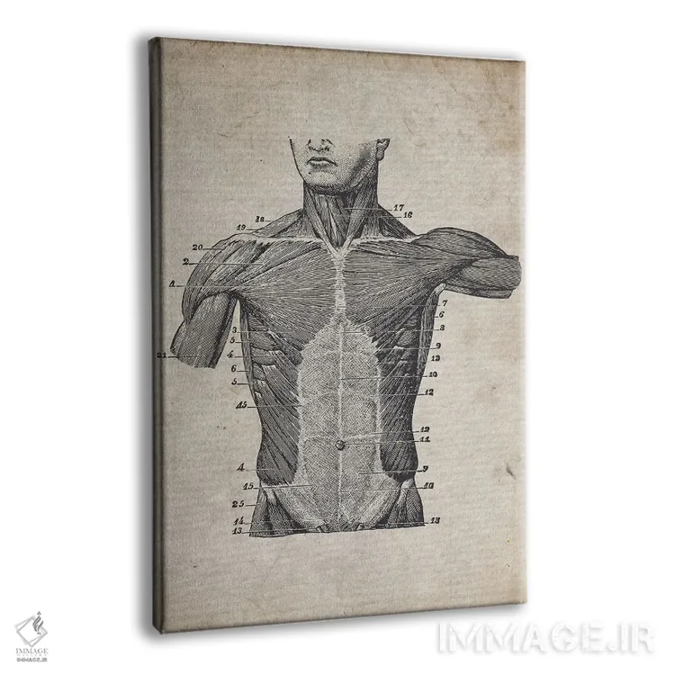 تابلو دکوراتیو چاپ پزشکی نیم تنه قدیمی اثر فیشرکرافت - نمای پرسپکتیو محصول