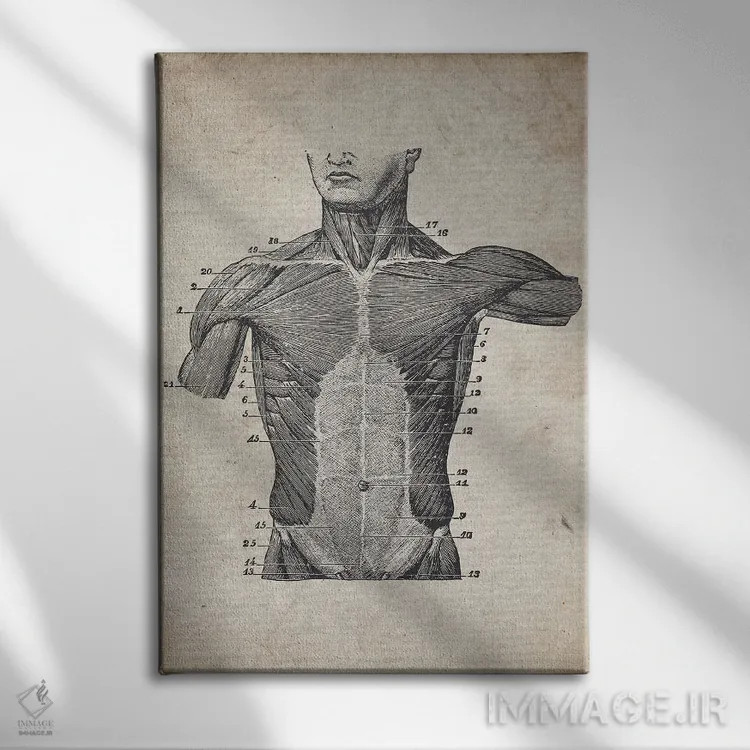 تابلو دکوراتیو چاپ پزشکی نیم تنه قدیمی اثر فیشرکرافت - نمای روبهرو روی دیوار