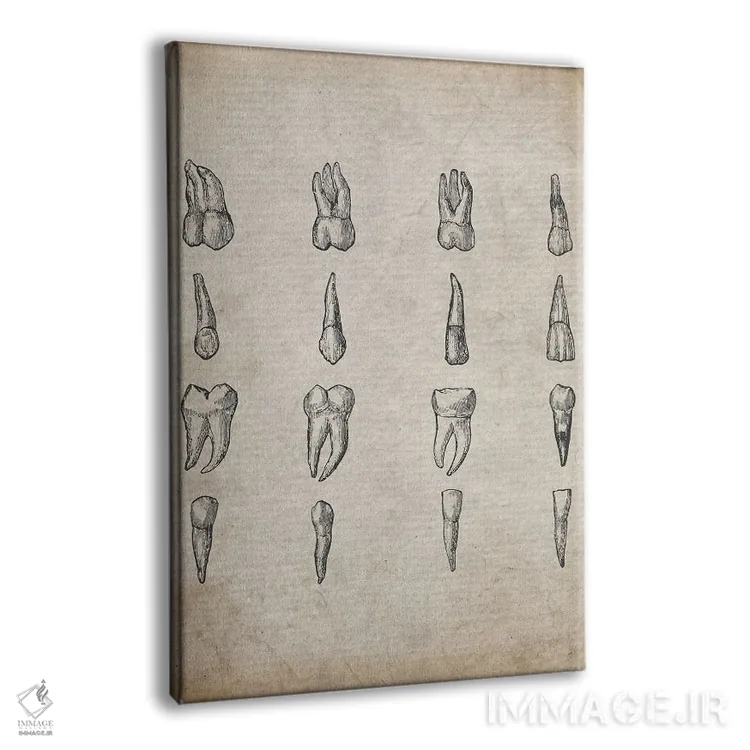 تابلو دکوراتیو چاپ پزشکی دندان های قدیمی اثر فیشرکرافت - نمای پرسپکتیو محصول