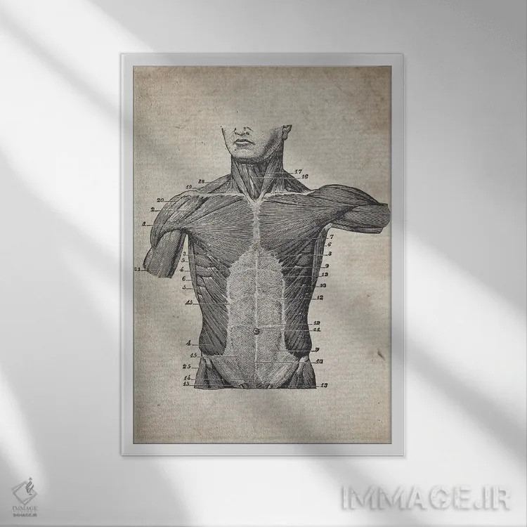 تابلو دکوراتیو چاپ پزشکی نیم تنه قدیمی اثر فیشرکرافت - نمای قابدار سفید