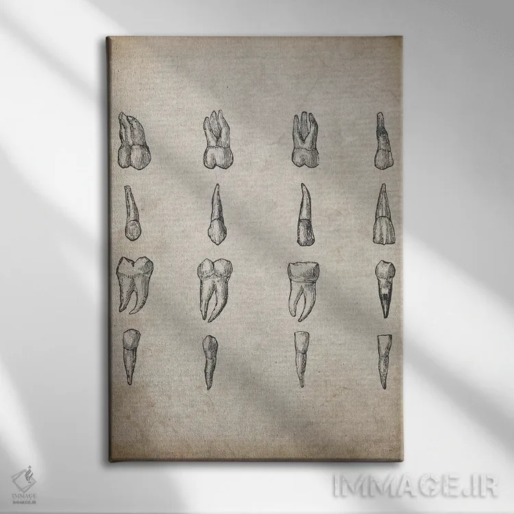 تابلو دکوراتیو چاپ پزشکی دندان های قدیمی اثر فیشرکرافت - نمای روبهرو روی دیوار