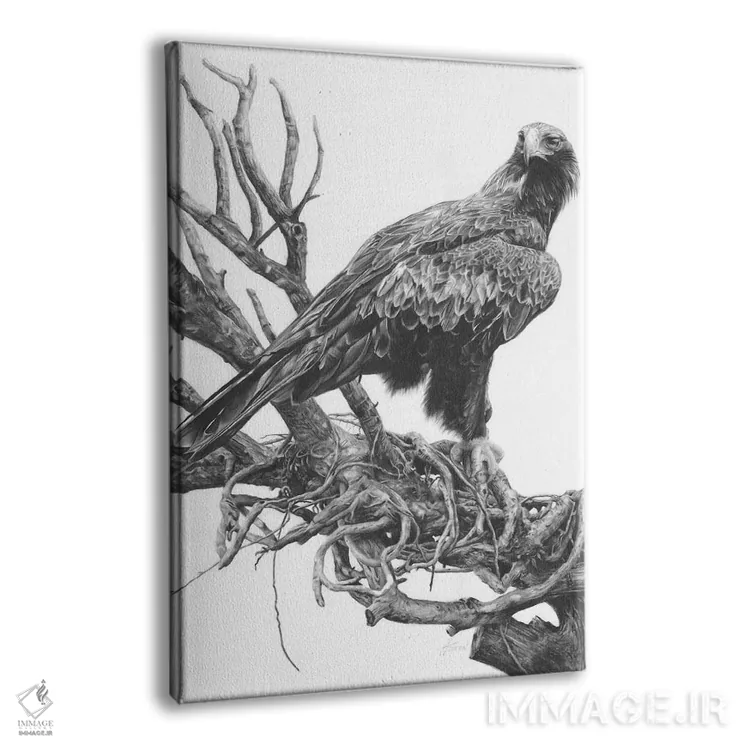 تابلو دکوراتیو عقاب دم گوه ای اثر فیونا فرانسوا - نمای پرسپکتیو محصول