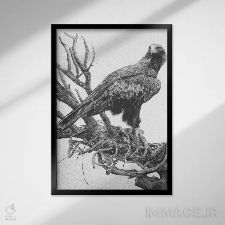 تابلو دکوراتیو عقاب دم گوه ای اثر فیونا فرانسوا - نمای قابدار مشکی