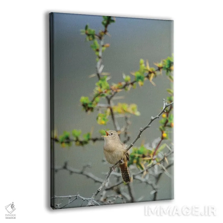 تابلو دکوراتیو شیلی، آیسن، دره چاکابوکو. فنچ جنگلی در پارک پاتاگونیا اثر فردریک نورسل - نمای پرسپکتیو محصول