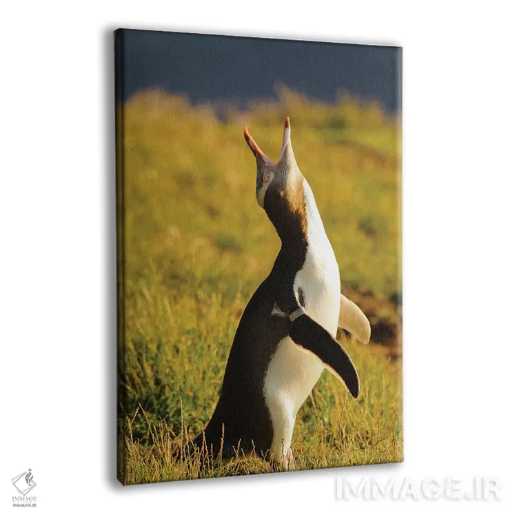 تابلو دکوراتیو پنگوئن چشم زرد، منطقه کاتیکی پوینت، اوتاگو، جزیره جنوبی، ن… اثر فردریک نورسل - نمای پرسپکتیو محصول