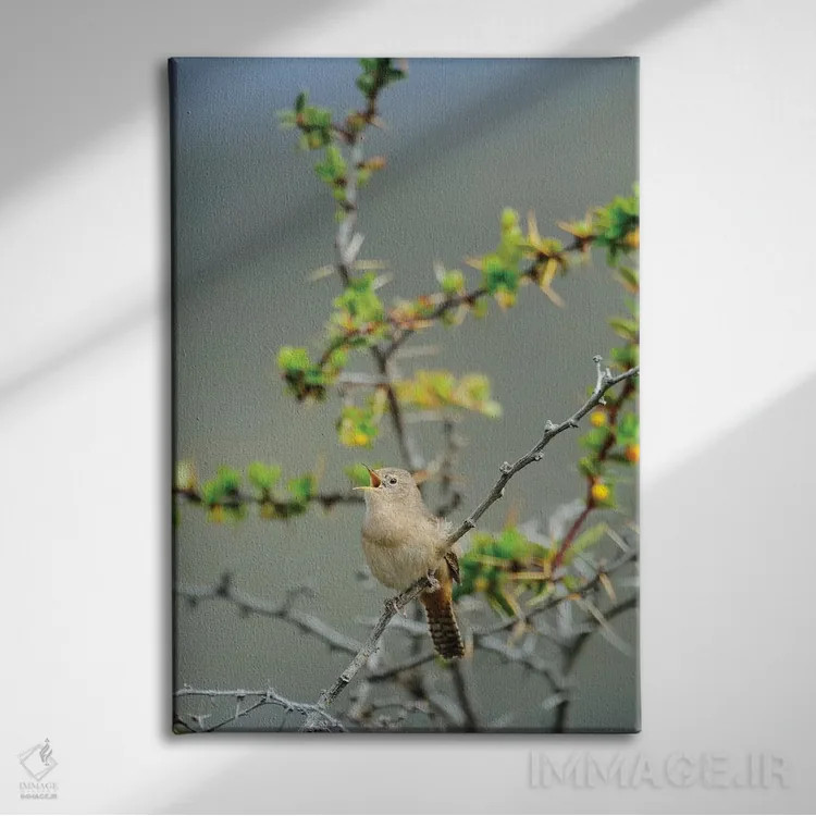 تابلو دکوراتیو شیلی، آیسن، دره چاکابوکو. فنچ جنگلی در پارک پاتاگونیا اثر فردریک نورسل - نمای روبهرو روی دیوار