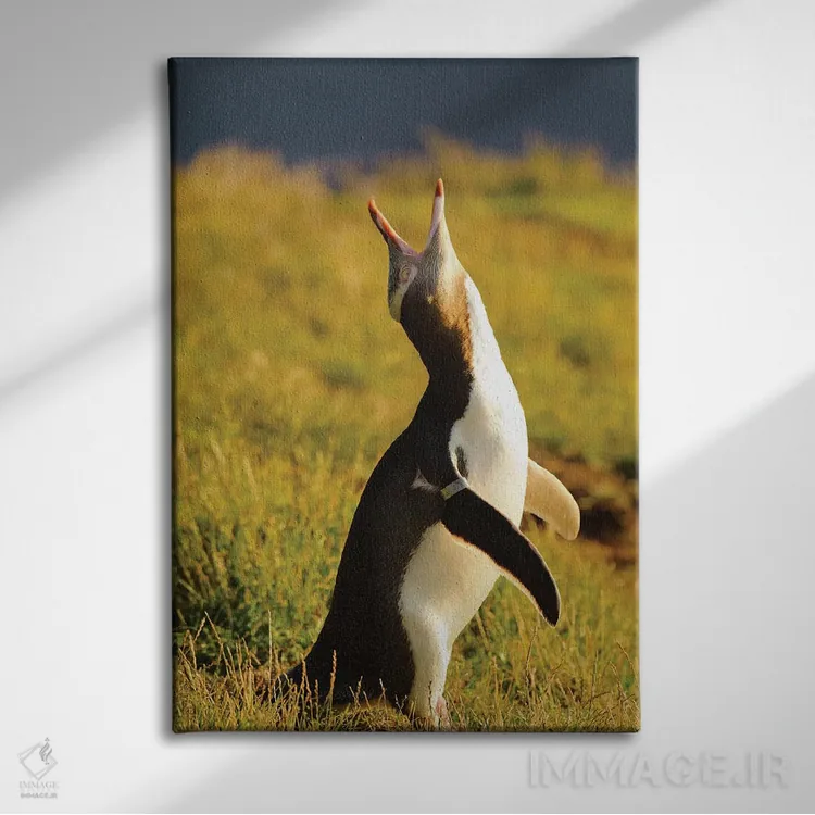 تابلو دکوراتیو پنگوئن چشم زرد، منطقه کاتیکی پوینت، اوتاگو، جزیره جنوبی، ن… اثر فردریک نورسل - نمای روبهرو روی دیوار