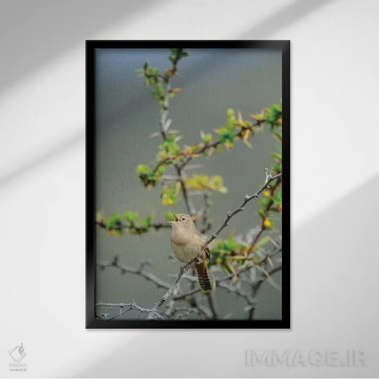 تابلو دکوراتیو شیلی، آیسن، دره چاکابوکو. فنچ جنگلی در پارک پاتاگونیا اثر فردریک نورسل - نمای قابدار مشکی