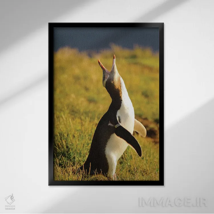 تابلو دکوراتیو پنگوئن چشم زرد، منطقه کاتیکی پوینت، اوتاگو، جزیره جنوبی، ن… اثر فردریک نورسل - نمای قابدار مشکی