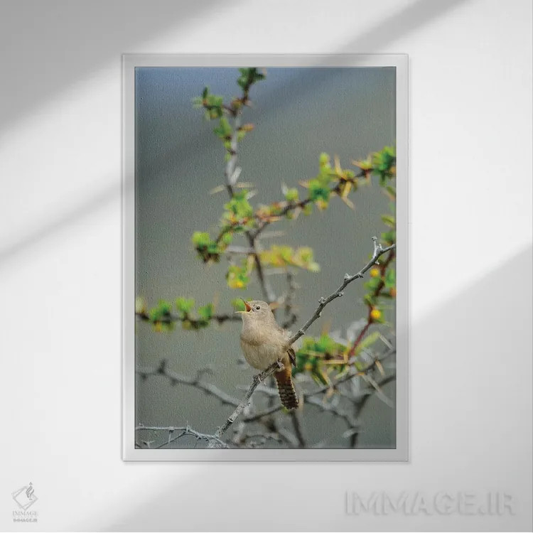 تابلو دکوراتیو شیلی، آیسن، دره چاکابوکو. فنچ جنگلی در پارک پاتاگونیا اثر فردریک نورسل - نمای قابدار سفید