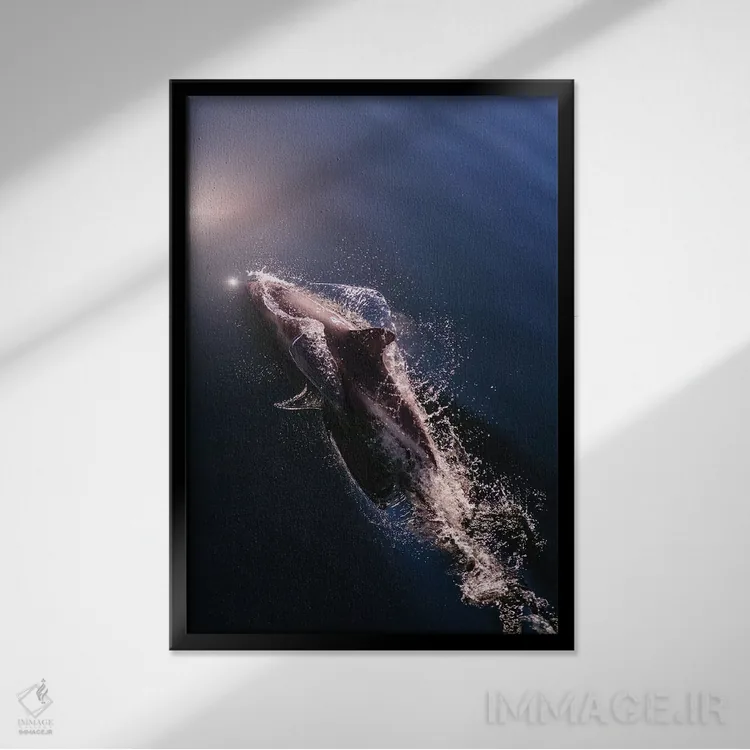 تابلو دکوراتیو شیلی، پاتاگونیا، منطقه ی دریاچه ها. دلفین پیل در استرو کاو… اثر فردریک نورسل - نمای قابدار مشکی