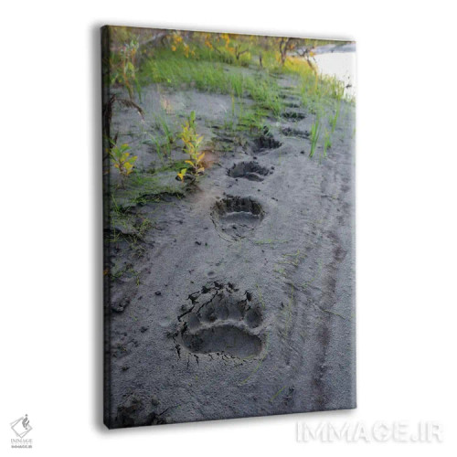 تابلو دکوراتیو آمریکا، آلاسکا، منطقه حفاظت شده نواتاک، ردپای تازه از یک خ… اثر فردریک نورسل - نمای پرسپکتیو محصول