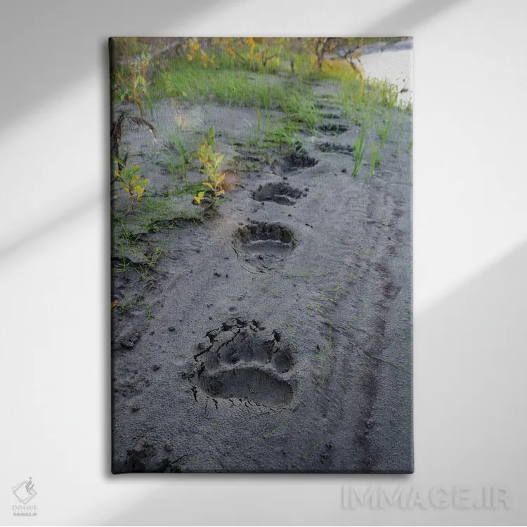 تابلو دکوراتیو آمریکا، آلاسکا، منطقه حفاظت شده نواتاک، ردپای تازه از یک خ… اثر فردریک نورسل - نمای روبهرو روی دیوار