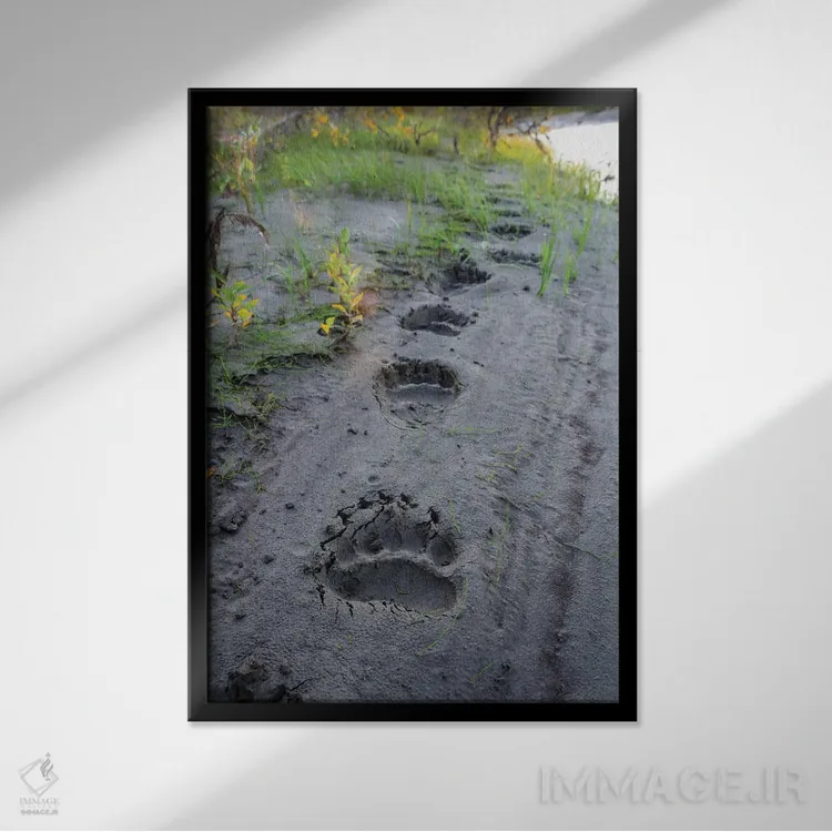 تابلو دکوراتیو آمریکا، آلاسکا، منطقه حفاظت شده نواتاک، ردپای تازه از یک خ… اثر فردریک نورسل - نمای قابدار مشکی