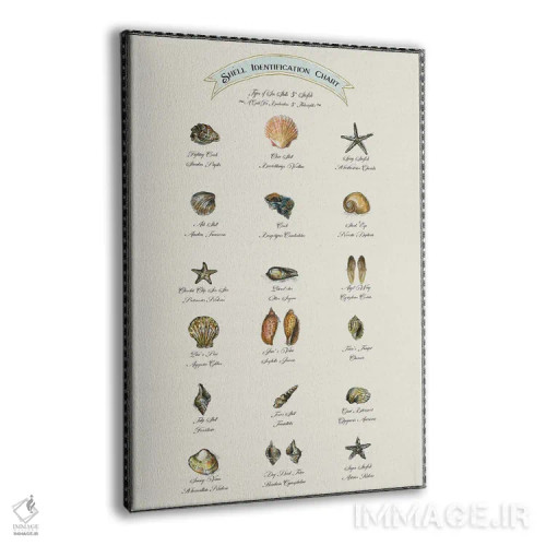 تابلو دکوراتیو جدول شناسایی صدف ها اثر فانیتسا پترو - نمای پرسپکتیو محصول