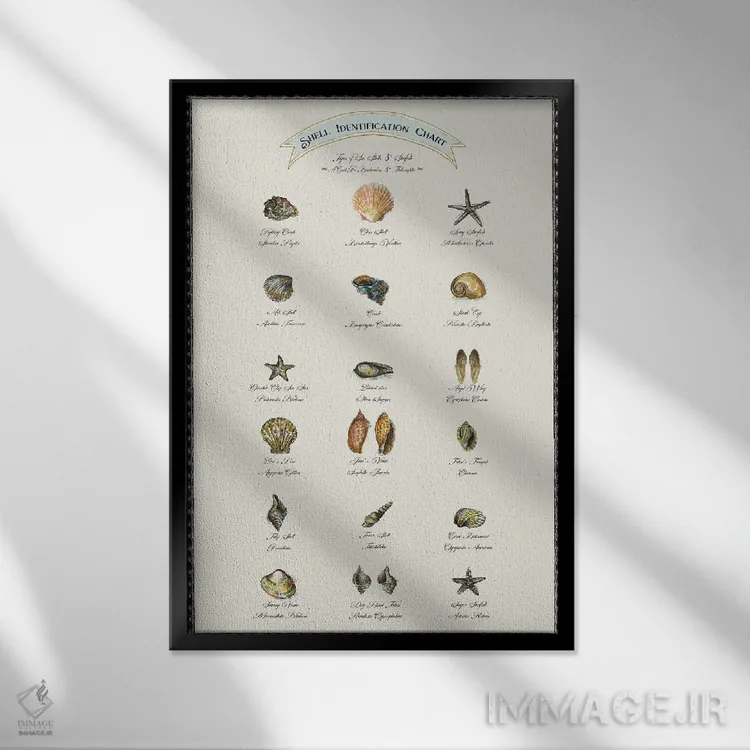 تابلو دکوراتیو جدول شناسایی صدف ها اثر فانیتسا پترو - نمای قابدار مشکی
