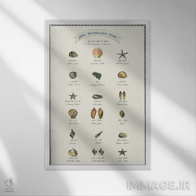 تابلو دکوراتیو جدول شناسایی صدف ها اثر فانیتسا پترو - نمای قابدار سفید