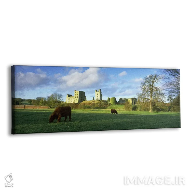 تابلو دکوراتیو Helmsley, North Yorkshire, England" - "گاوهای هایلند در… اثر پانورامیک ایمجز - نمای پرسپکتیو محصول