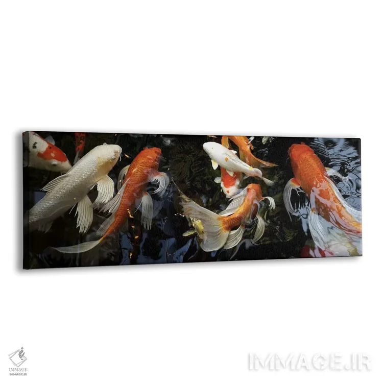 تابلو دکوراتیو ماهی های کوی در حال شنا زیر آب اثر پانورامیک ایمجز - نمای پرسپکتیو محصول