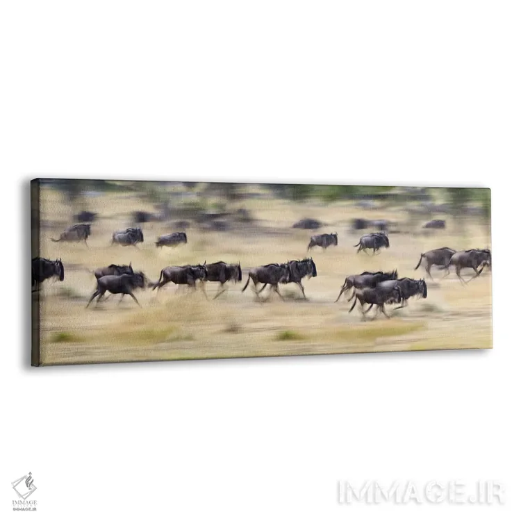 تابلو دکوراتیو Tanzania" - "گله ای از گاوهای وحشی در حال دویدن در یک م… اثر پانورامیک ایمجز - نمای پرسپکتیو محصول