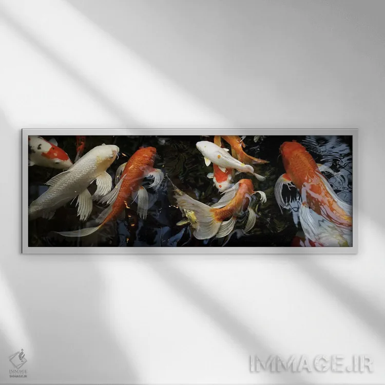تابلو دکوراتیو ماهی های کوی در حال شنا زیر آب اثر پانورامیک ایمجز - نمای قابدار سفید