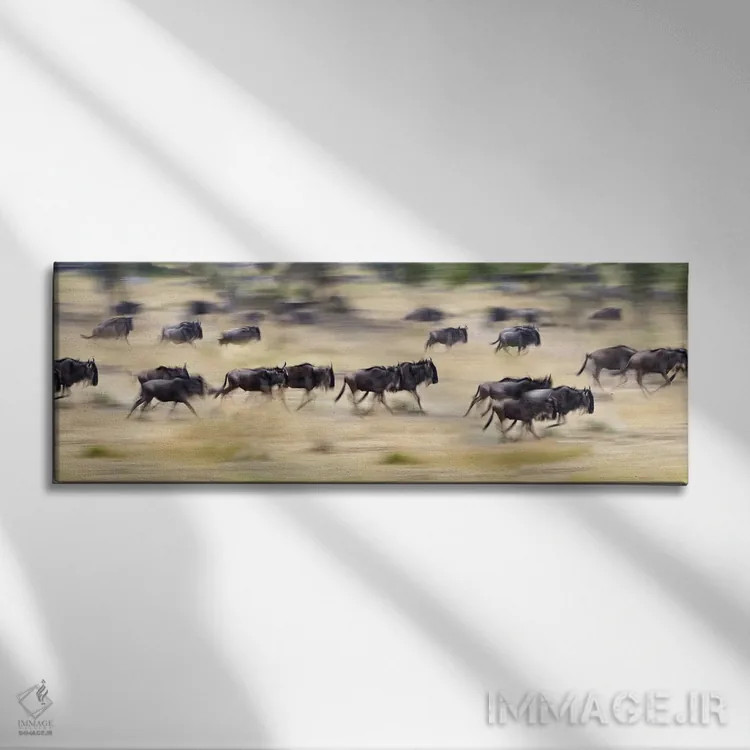 تابلو دکوراتیو Tanzania" - "گله ای از گاوهای وحشی در حال دویدن در یک م… اثر پانورامیک ایمجز - نمای روبهرو روی دیوار