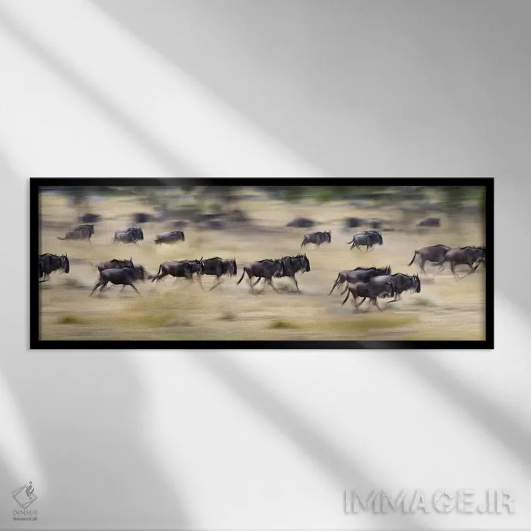 تابلو دکوراتیو Tanzania" - "گله ای از گاوهای وحشی در حال دویدن در یک م… اثر پانورامیک ایمجز - نمای قابدار مشکی