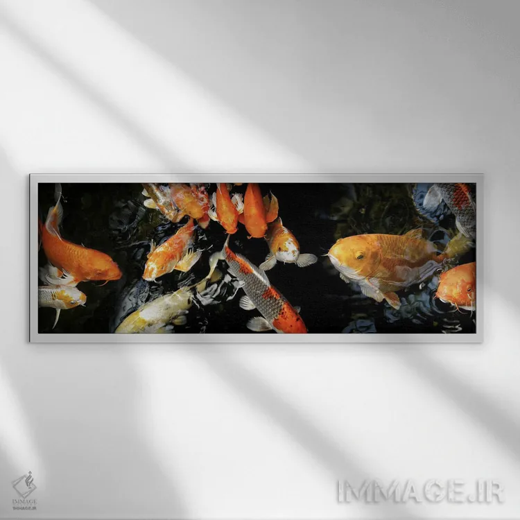تابلو دکوراتیو ماهی های کوی در حال شنا زیر آب - شماره ۲ اثر پانورامیک ایمجز - نمای قابدار سفید