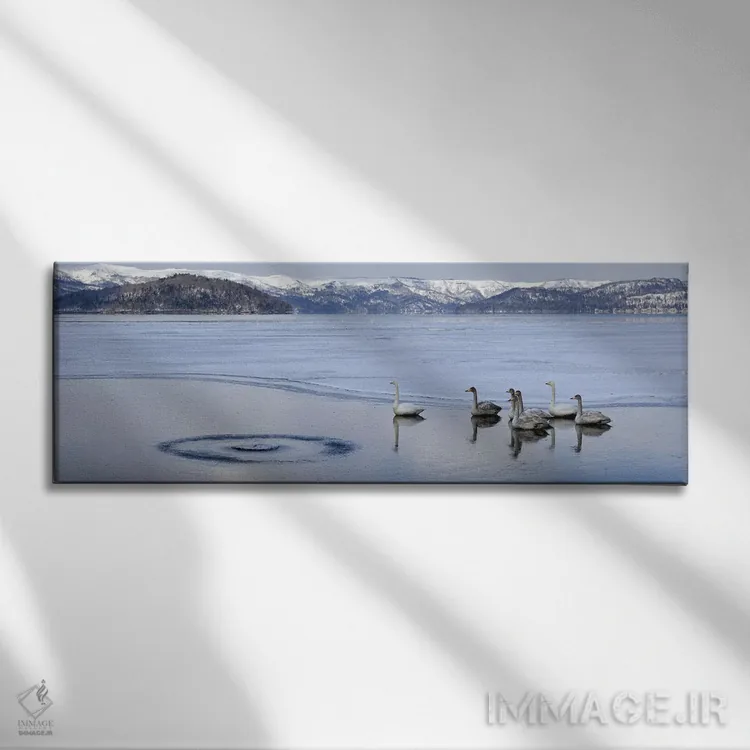 تابلو دکوراتیو قوهای هوپر بر روی دریاچه یخ زده، دریاچه کوشارو، پارک مل… اثر پانورامیک ایمجز - نمای روبهرو روی دیوار