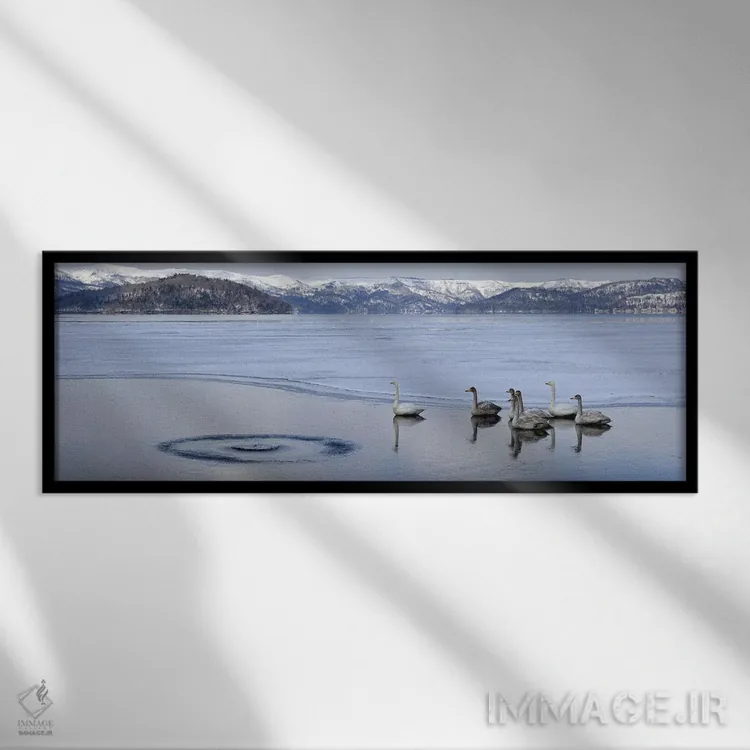 تابلو دکوراتیو قوهای هوپر بر روی دریاچه یخ زده، دریاچه کوشارو، پارک مل… اثر پانورامیک ایمجز - نمای قابدار مشکی