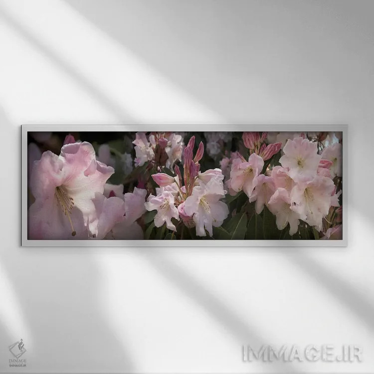 تابلو دکوراتیو تصاویر متعدد از گل های رودودندرون صورتی اثر پانورامیک ایمجز - نمای قابدار سفید