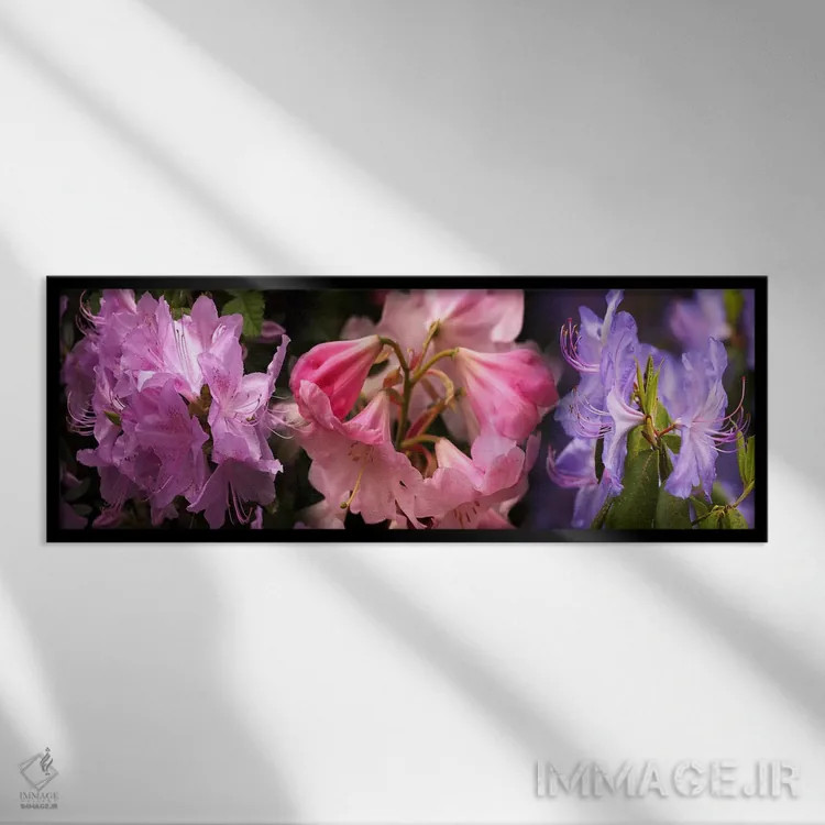 تابلو دکوراتیو گل های رودودندرون رنگارنگ اثر پانورامیک ایمجز - نمای قابدار مشکی