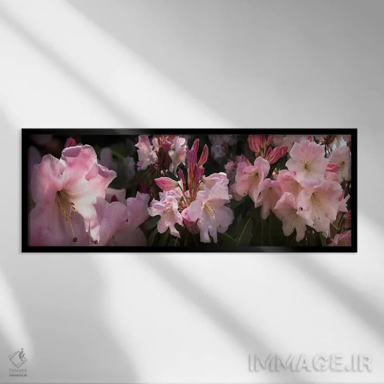 تابلو دکوراتیو نزدیک بینی از گل های رودودندرون صورتی اثر پانورامیک ایمجز - نمای قابدار مشکی