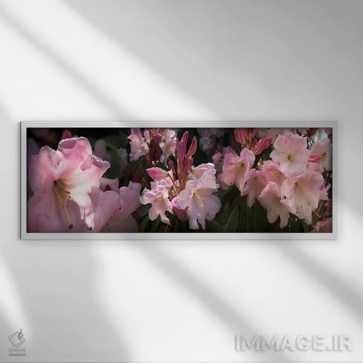 تابلو دکوراتیو نزدیک بینی از گل های رودودندرون صورتی اثر پانورامیک ایمجز - نمای قابدار سفید