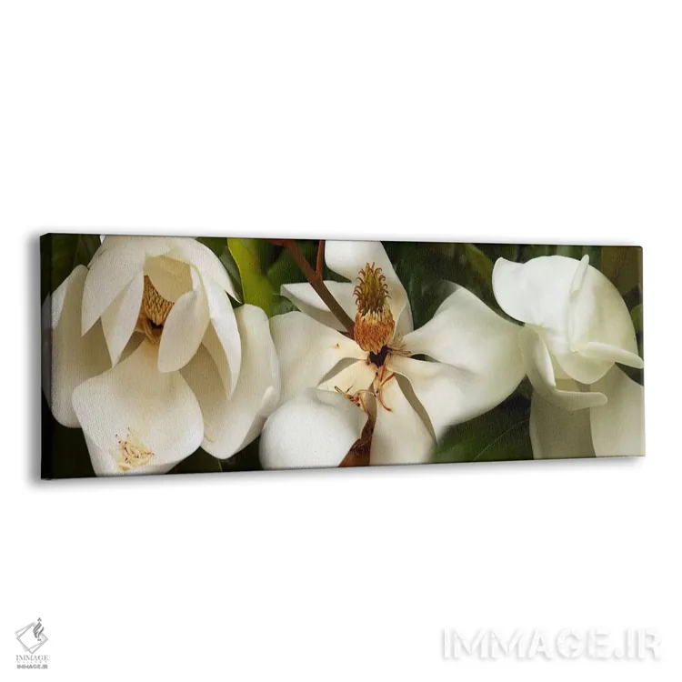 تابلو دکوراتیو نزدیک بینی از گل های مگنولیا سفید اثر پانورامیک ایمجز - نمای پرسپکتیو محصول