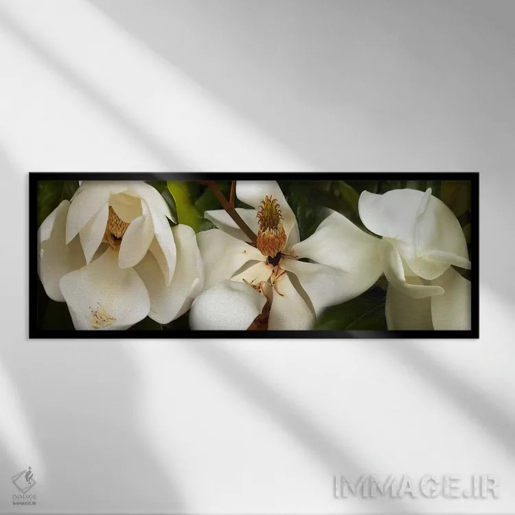 تابلو دکوراتیو نزدیک بینی از گل های مگنولیا سفید اثر پانورامیک ایمجز - نمای قابدار مشکی