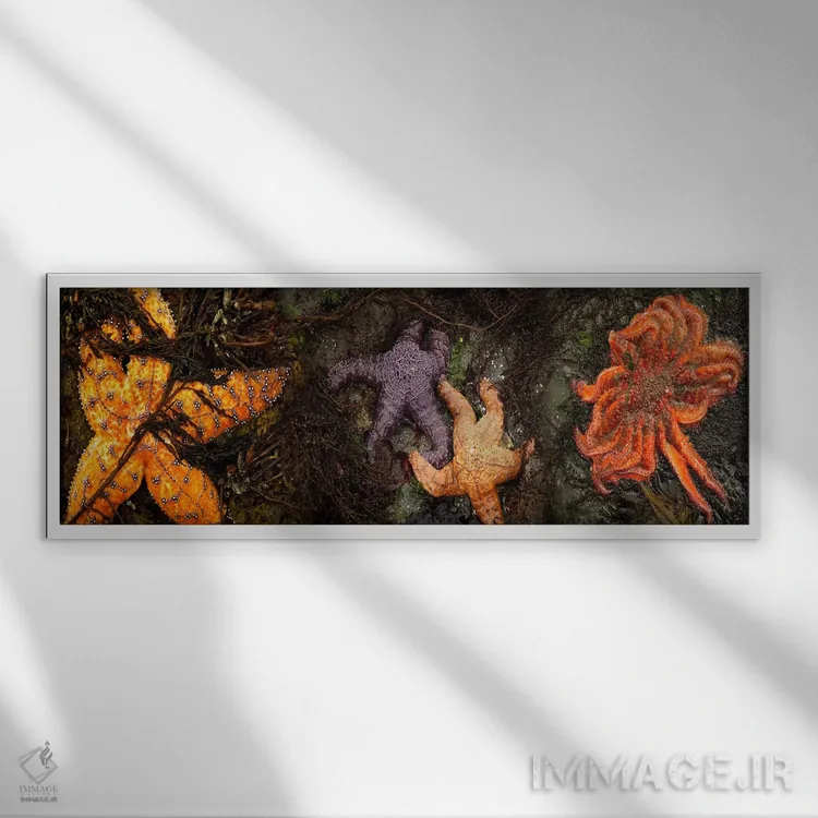 تابلو دکوراتیو ستاره های دریایی اثر پانورامیک ایمجز - نمای قابدار سفید